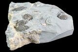Ammonite (Promicroceras) Cluster - Somerset, England #86249-1